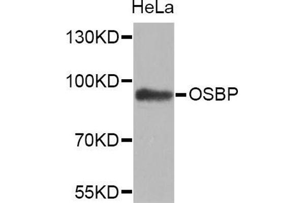 OSBP Antikörper  (AA 508-807)