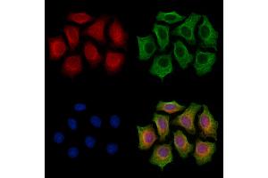 ABIN7094361 and ABIN7098408 staining HepG2 cells by IF/ICC. (MIPEP Antikörper  (C-Term))
