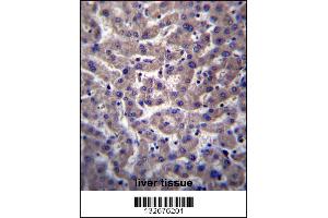 PTGR2 Antibody immunohistochemistry analysis in formalin fixed and paraffin embedded human liver tissue followed by peroxidase conjugation of the secondary antibody and DAB staining. (PTGR2 Antikörper  (N-Term))