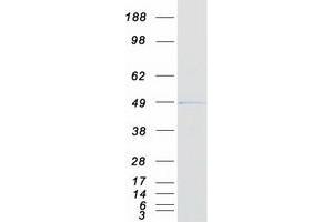 Validation with Western Blot (PTPN7 Protein (Transcript Variant 1) (Myc-DYKDDDDK Tag))