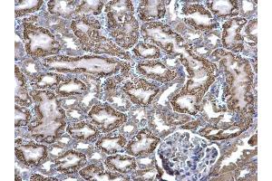 IHC-P Image ACADM antibody detects ACADM protein at mitochondria on mouse kidney by immunohistochemical analysis. (Medium-Chain Specific Acyl-CoA Dehydrogenase, Mitochondrial (Center) Antikörper)