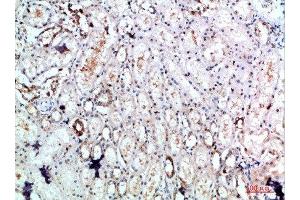 Immunohistochemical analysis of paraffin-embedded human-kidney, antibody was diluted at 1:200 (DLEU7 Antikörper  (AA 51-100))