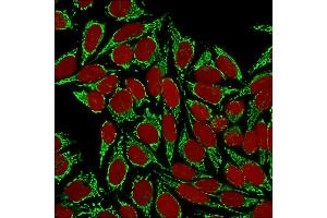 Confocal immunofluorescence image of HeLa cells using HSP60 (Heat Shock Protein 60) Mab(Clone HSPD1/875) Green (CF488) and Reddot is used to label the nuclei Red. (HSPD1 Antikörper)