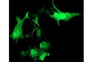 Anti-RASD2 mouse monoclonal antibody (ABIN2453961) immunofluorescent staining of COS7 cells transiently transfected by pCMV6-ENTRY RASD2 (RC201454). (RASD2 Antikörper)