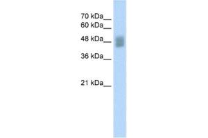 Western Blotting (WB) image for anti-Interferon Regulatory Factor 3 (IRF3) antibody (ABIN2460345)