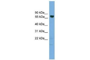 Western Blot showing GCLC antibody used at a concentration of 1-2 ug/ml to detect its target protein.
