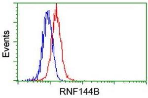 Image no. 2 for anti-Ring Finger Protein 144B (RNF144B) (AA 1-256) antibody (ABIN1490649) (RNF144B Antikörper  (AA 1-256))
