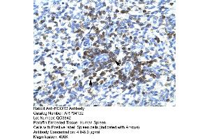 Human Spleen (RCOR3 Antikörper  (N-Term))