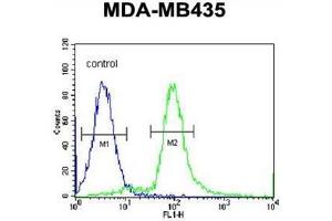 ARHGAP10 Antibody (Center) flow cytometric analysis of MDA-MB435 cells (right histogram) compared to a negative control cell (left histogram). (ARHGAP10 Antikörper  (Middle Region))