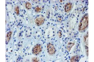 Immunohistochemical staining of paraffin-embedded Human Kidney tissue using anti-DOK7 mouse monoclonal antibody. (DOK7 Antikörper)