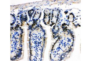 Anti-MCM2 antibody, IHC(P) IHC(P): Mouse Intestine Tissue