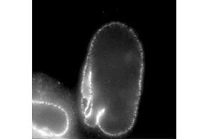 Immunofluorescence (IF) image for anti-Nucleoporin 62kDa (NUP62) (AA 1-179), (Phenylalanine-Glycine Repeat) antibody (ABIN2452063) (NUP62 Antikörper  (Phenylalanine-Glycine Repeat))