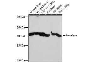 Western blot analysis of extracts of various cell lines, using Renalase Rabbit mAb (ABIN7269912) at 1:1000 dilution. (RNLS Antikörper)
