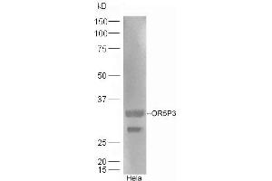 HeLa lysates probed with Rabbit Anti-OR5P3 Polyclonal Antibody, Unconjugated (ABIN1387911) at 1:300 overnight at 4 °C. (OR5P3 Antikörper  (AA 211-311))