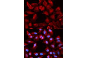 Immunofluorescence analysis of U2OS cells using DNAJB1 antibody. (DNAJB1 Antikörper  (AA 1-340))