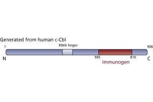 Image no. 3 for anti-Cas-Br-M (Murine) Ecotropic Retroviral Transforming Sequence (CBL) (AA 595-810) antibody (ABIN967971) (CBL Antikörper  (AA 595-810))