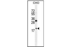 Western blot analysis in CHO cell line lysates (35 ug/lane) using RPL27A Antibody (C-term) Cat. (RPL27A Antikörper  (C-Term))
