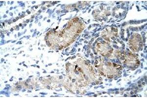 Immunohistochemical staining (Formalin-fixed paraffin-embedded sections) of human kidney with GTF2IRD1 polyclonal antibody  at 4-8 ug/mL working concentration. (GTF2IRD1 Antikörper  (C-Term))