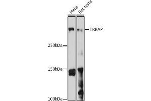 Western blot analysis of extracts of various cell lines, using TRRAP antibody (ABIN7270906) at 1:1000 dilution. (TRRAP Antikörper)