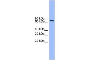 WB Suggested Anti-USP1 Antibody Titration: 0. (USP1 Antikörper  (C-Term))