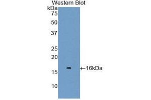 Western Blotting (WB) image for anti-Lysozyme (LYZ) (AA 22-143) antibody (ABIN1078300)