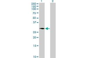 Western Blot analysis of C1GALT1C1 expression in transfected 293T cell line by C1GALT1C1 MaxPab polyclonal antibody.