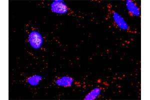 Proximity Ligation Analysis of protein-protein interactions between AKT1 and BAD. (BAD Antikörper  (AA 69-168))
