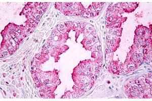 Anti-GJA5 / Connexin 40 antibody IHC staining of human prostate. (Cx40/GJA5 Antikörper  (C-Term))