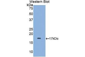 Detection of Recombinant aLA, Mouse using Polyclonal Antibody to Alpha-Lactalbumin (aLA) (LALBA Antikörper  (AA 24-141))
