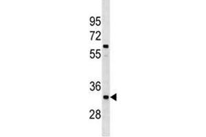 XRCC4 antibody western blot analysis in A549 lysate (XRCC4 Antikörper  (AA 205-234))