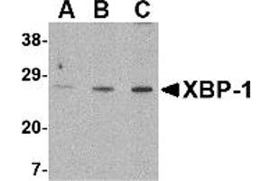 Western Blotting (WB) image for anti-X-Box Binding Protein 1 (XBP1) (C-Term) antibody (ABIN1030805) (XBP1 Antikörper  (C-Term))