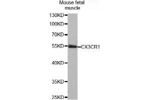 Western Blotting (WB) image for anti-Chemokine (C-X3-C Motif) Receptor 1 (CX3CR1) antibody (ABIN1679440) (CX3CR1 Antikörper)