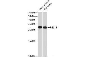 Western blot analysis of extracts of various cell lines using RGS13 Polyclonal Antibody at dilution of 1:1000. (RGS13 Antikörper)