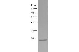 Western Blotting (WB) image for Chemokine (C-X-C Motif) Ligand 14 (CXCL14) (AA 23-99) protein (His tag) (ABIN7122333)