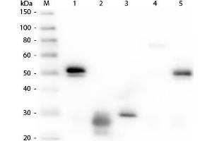 Western Blot of Anti-Rabbit IgG (H&L) (RAT) Antibody (Min X Hu, Gt, Ms Serum Proteins) . (Ratte anti-Kaninchen IgG (Heavy & Light Chain) Antikörper (HRP))