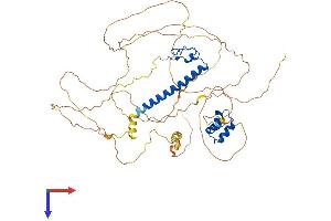 DMRTA2 Protein (AA 1-542) (His tag)