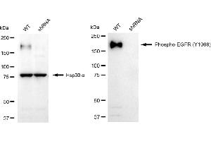 Western blotting analysis using phospho-EGFR (Y) antibody (ABIN7798468). (Rekombinanter EGFR Antikörper  (pTyr1068))