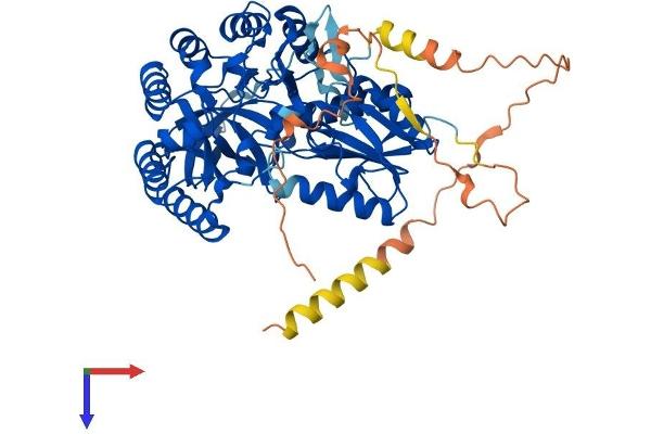 CDKAL1 Protein (AA 1-579) (His tag)