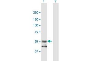 Western Blot analysis of GCNT4 expression in transfected 293T cell line by GCNT4 MaxPab polyclonal antibody. (GCNT4 Antikörper  (AA 1-453))