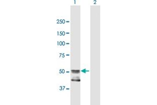 GCNT4 antibody  (AA 1-453)