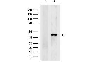 anti-SH3 and Cysteine Rich Domain 2 (STAC2) (Internal Region) antibody