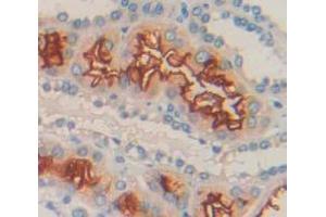 IHC-P analysis of Kidney tissue, with DAB staining. (LETMD1 Antikörper  (AA 162-347))
