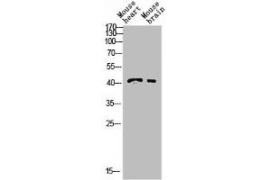 Western blot analysis of YT5408wb4147442094 lysis using INHBB Antibody antibody. (INHBB Antikörper  (C-Term))