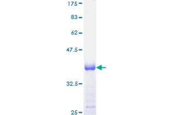 IFI16 Protein (AA 630-729) (GST tag)