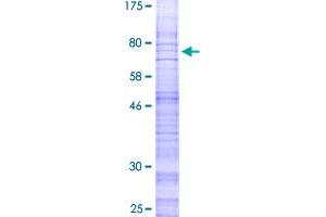 CALCRL Protein (AA 1-461) (GST tag)