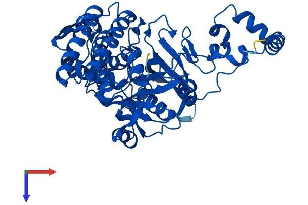 BLMH Protein (AA 1-455) (His tag)