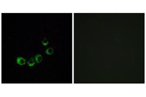 Immunofluorescence analysis of MCF-7 cells, using OR10A5 antibody. (OR10A5 Antikörper  (C-Term))