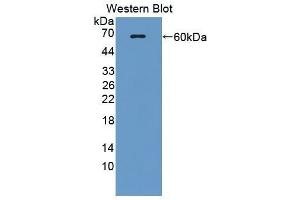 ENPP1 antibody  (AA 568-793)