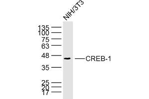 NIH/3T3 cell lysates probed with CREB1 (6B4) Monoclonal Antibody, unconjugated (bsm-33196M) at 1:300 overnight at 4°C followed by a conjugated secondary antibody for 60 minutes at 37°C. (CREB1 Antikörper)