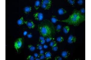 Anti-PECR mouse monoclonal antibody (ABIN2453445) immunofluorescent staining of COS7 cells transiently transfected by pCMV6-ENTRY PECR (RC200822). (PECR Antikörper)